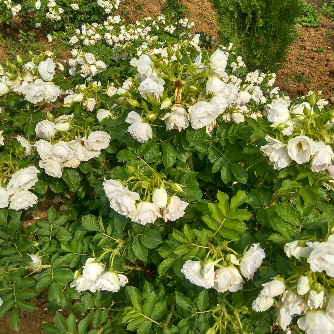 💐健康💖平安.每一天💝🌹