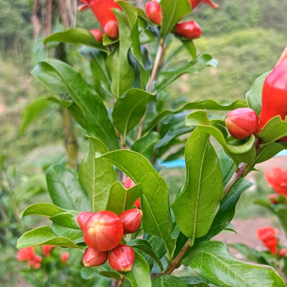 闲情农庄