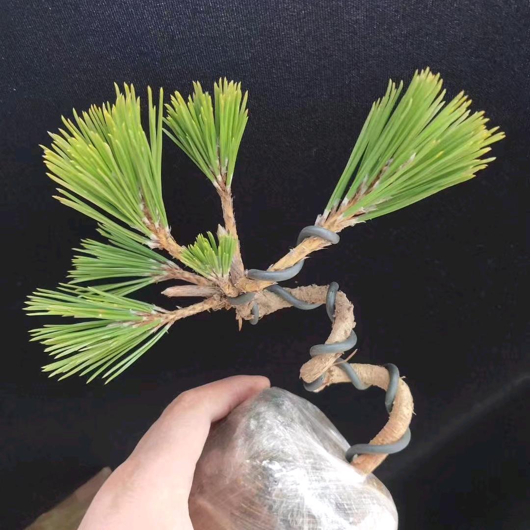 蓝聚阁花卉坊