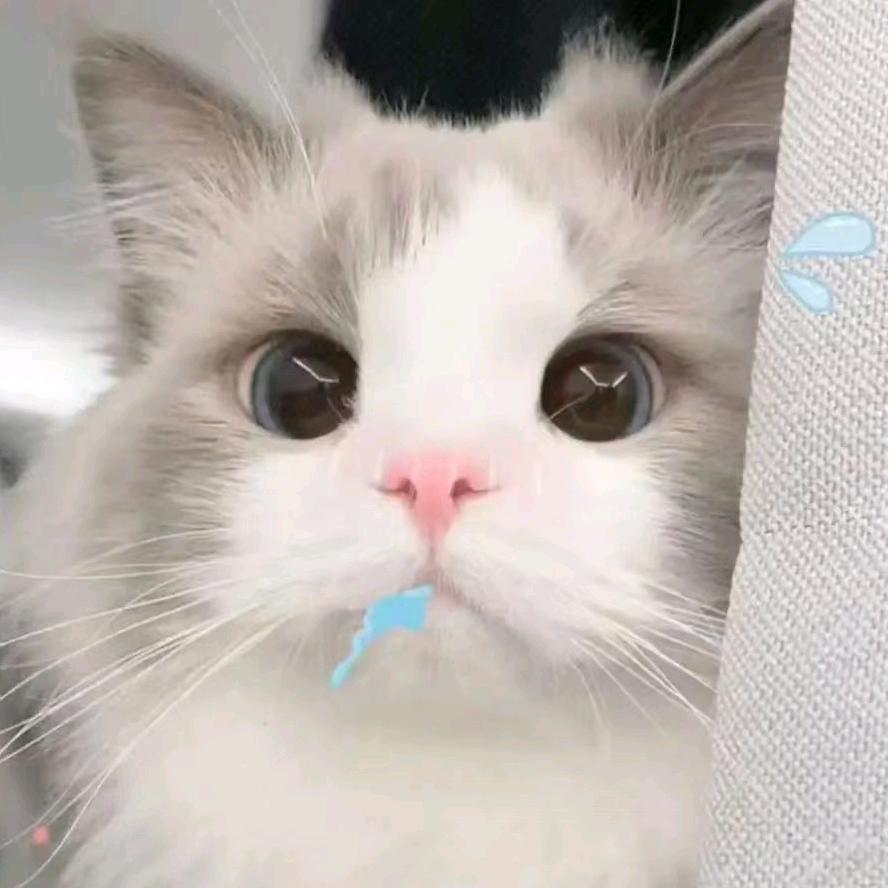 星宝