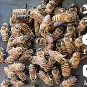 浙江宁海蜂大军