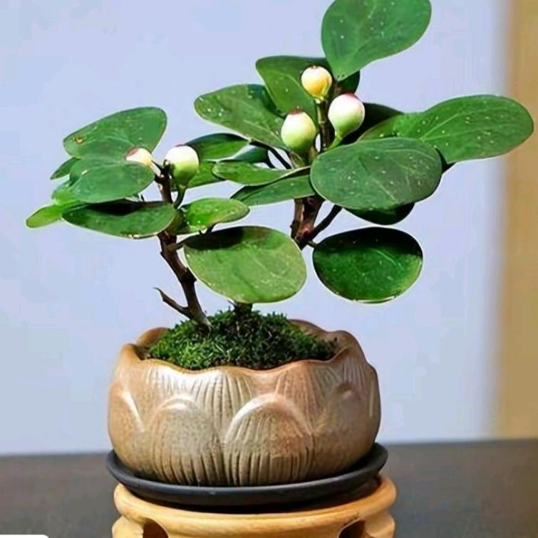 󾓭️ 叶子 🍎️