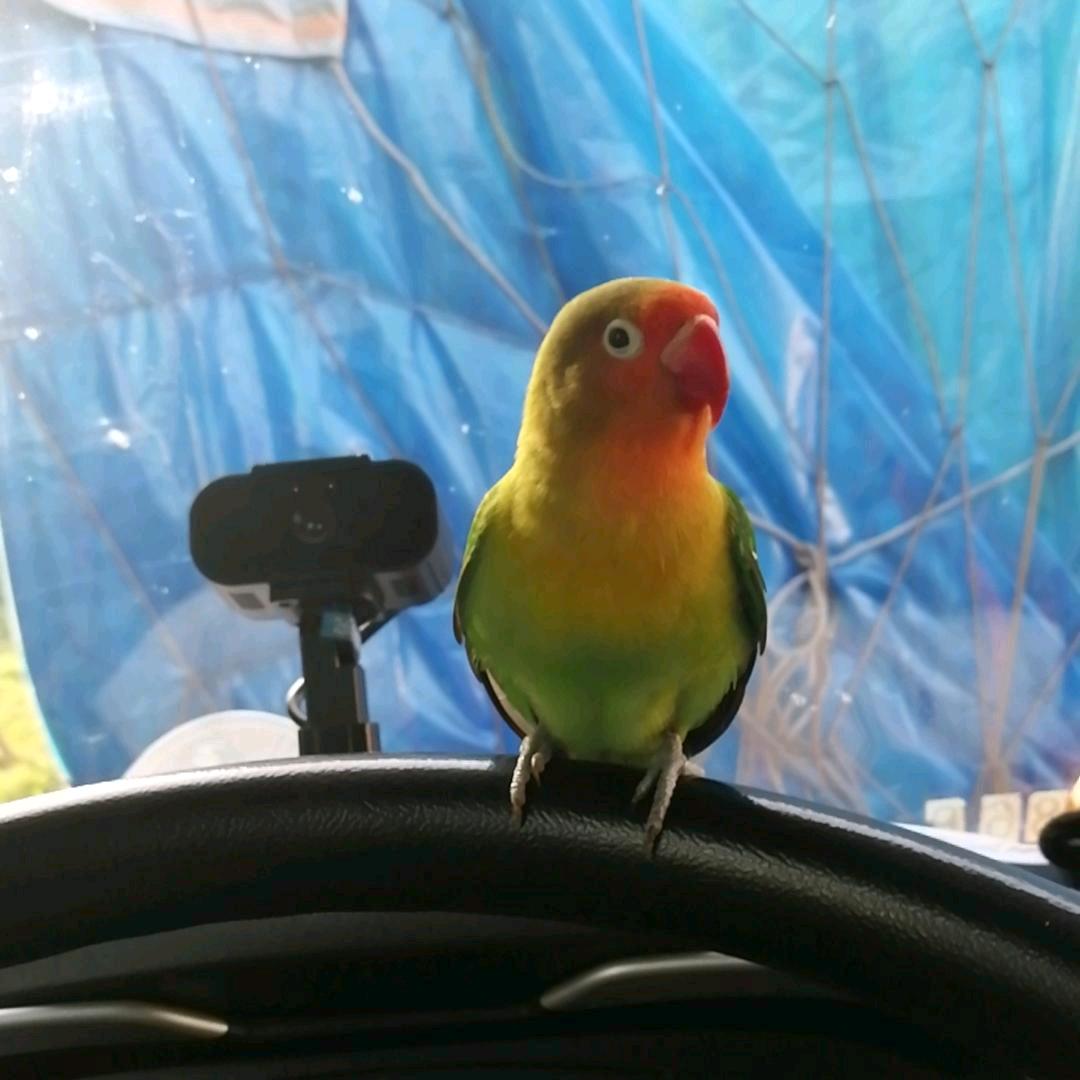 宇