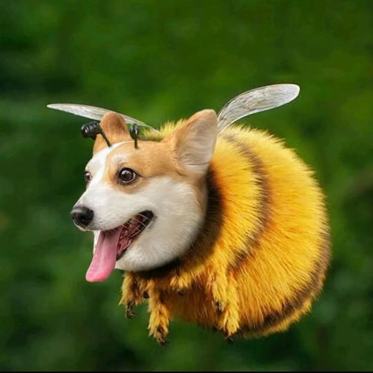 獨行者