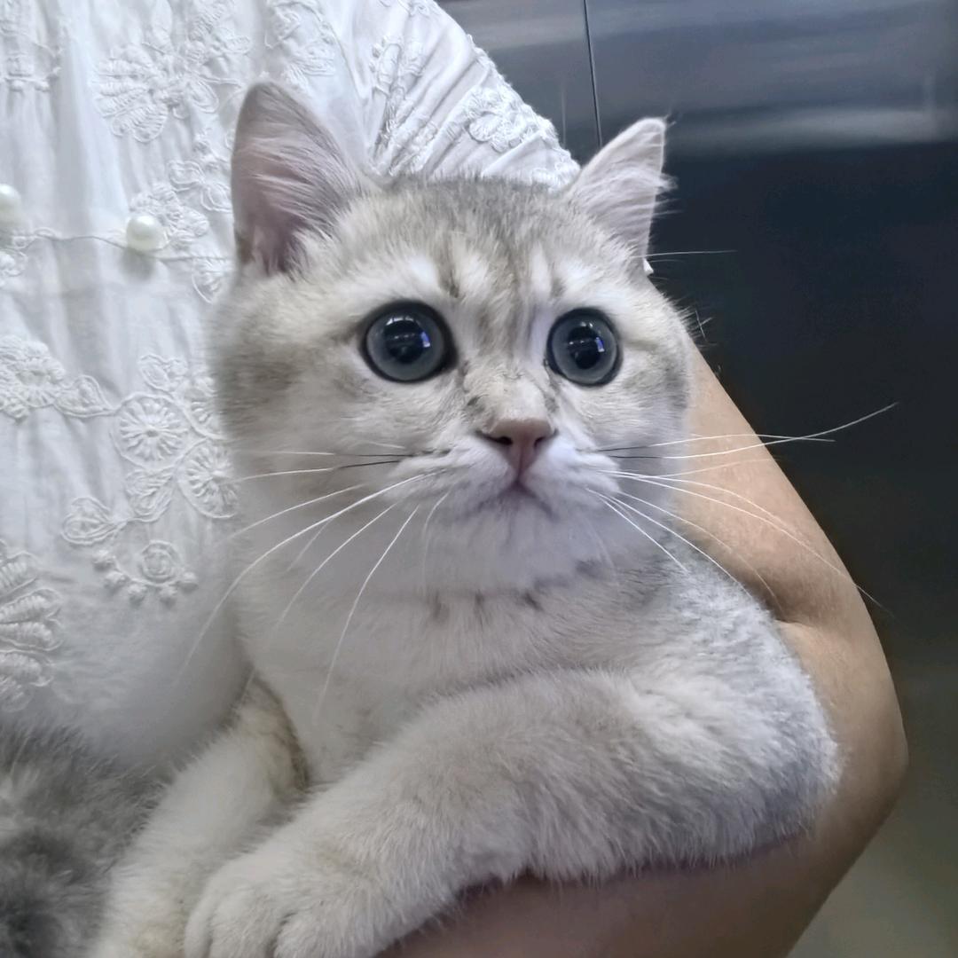 可乐是猪咪