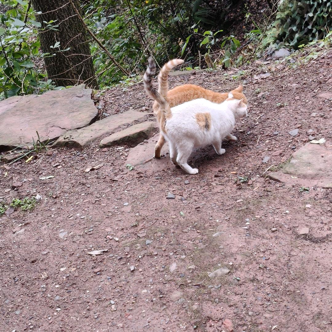 大蠢猪
