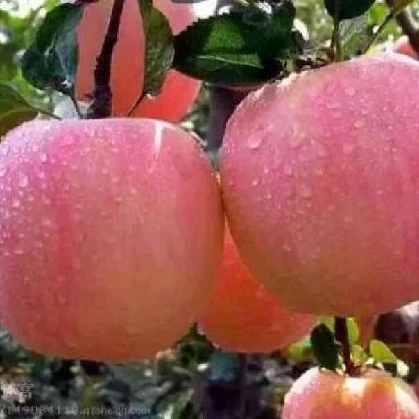 红苹果