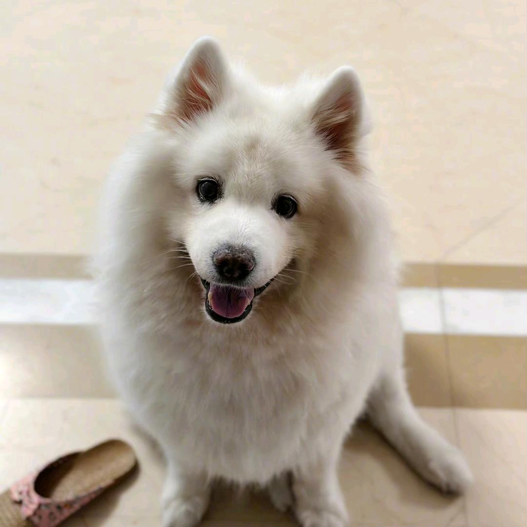 什么是迪斯科