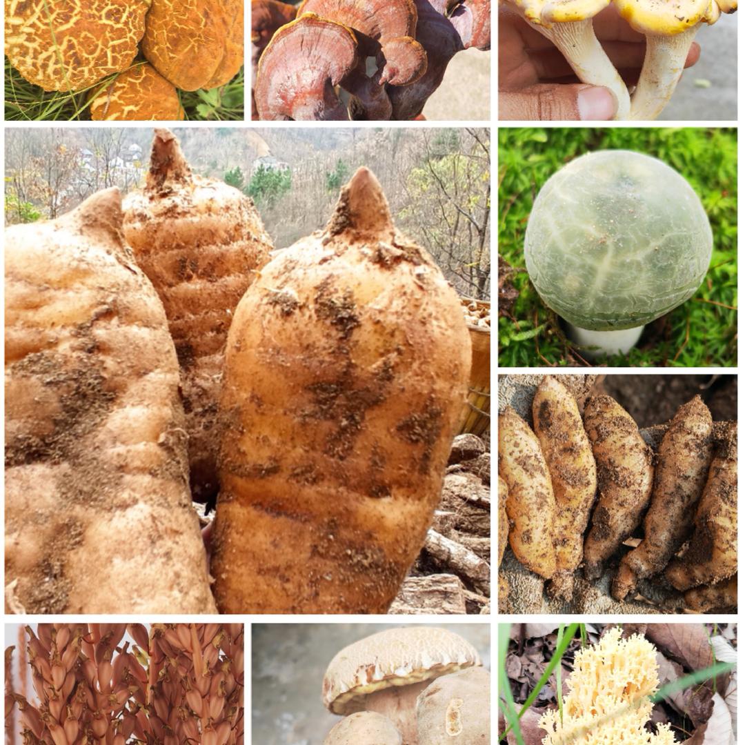秦岭天麻山货，野生菌，高海拔天麻种子