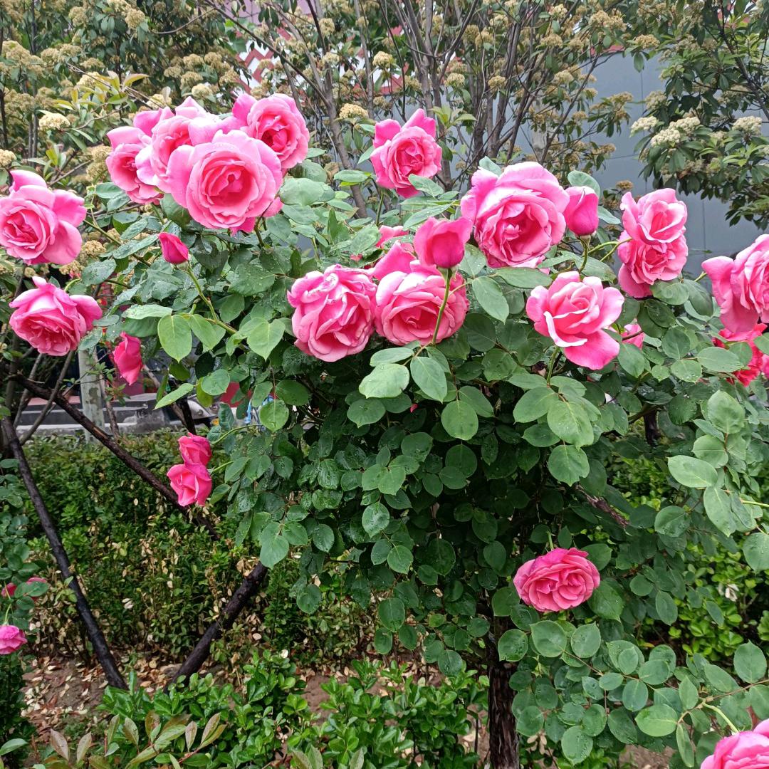 腊月梅花🌸🌸