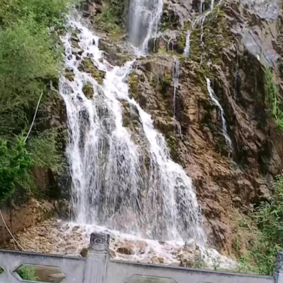 杨红