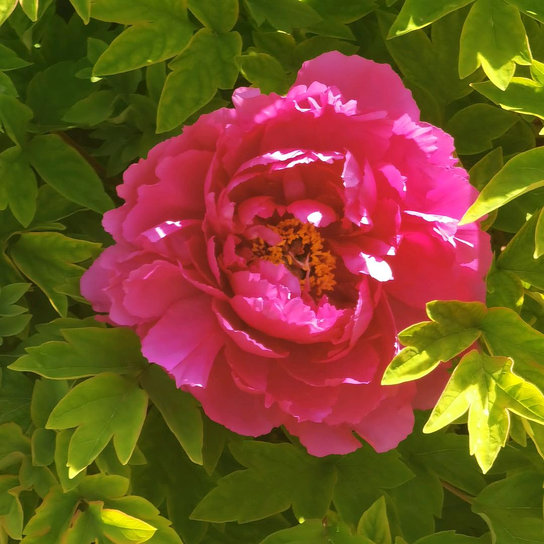 汉牡丹之乡赵员外