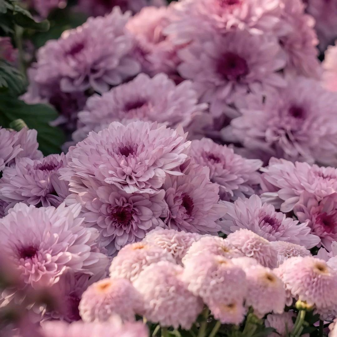 《一朵花》