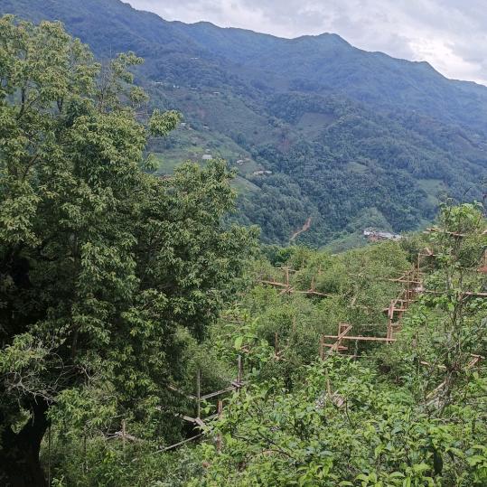爱你哥