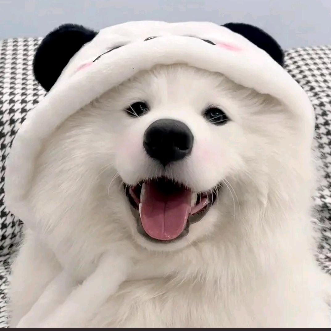小狗的思念