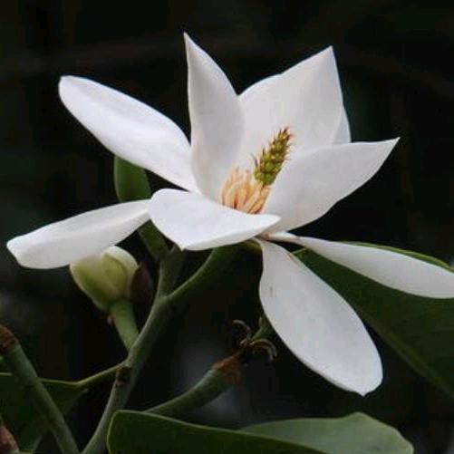 七月茵陈