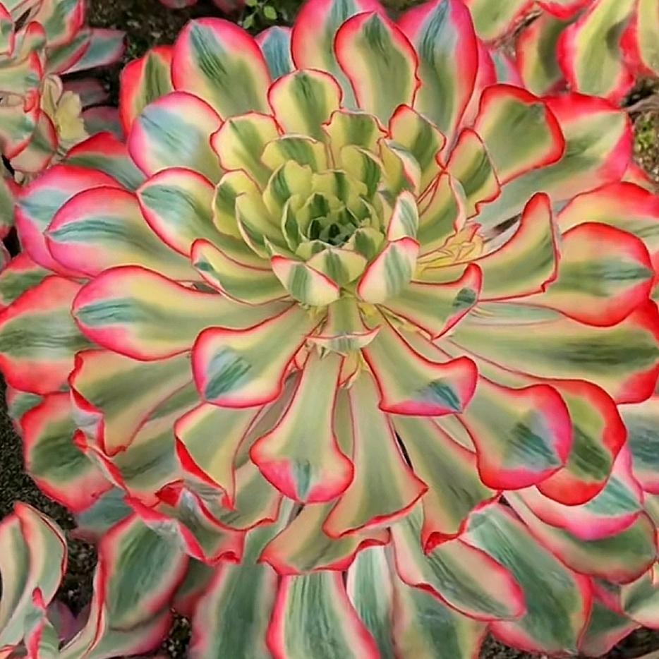 🌈海阔天空🌈