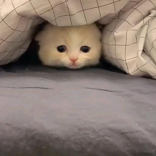 波海皮怪