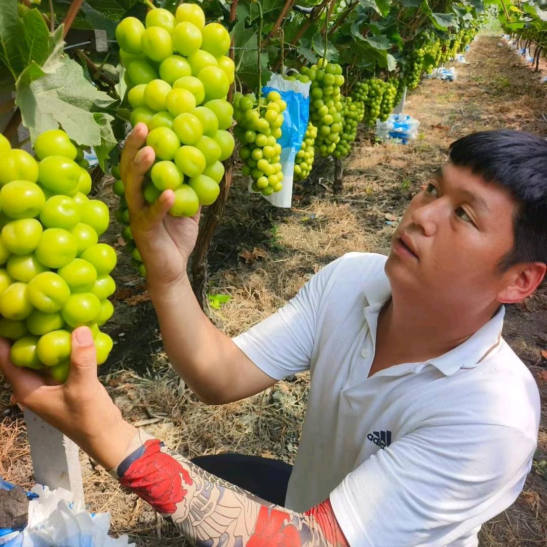 李涛果业