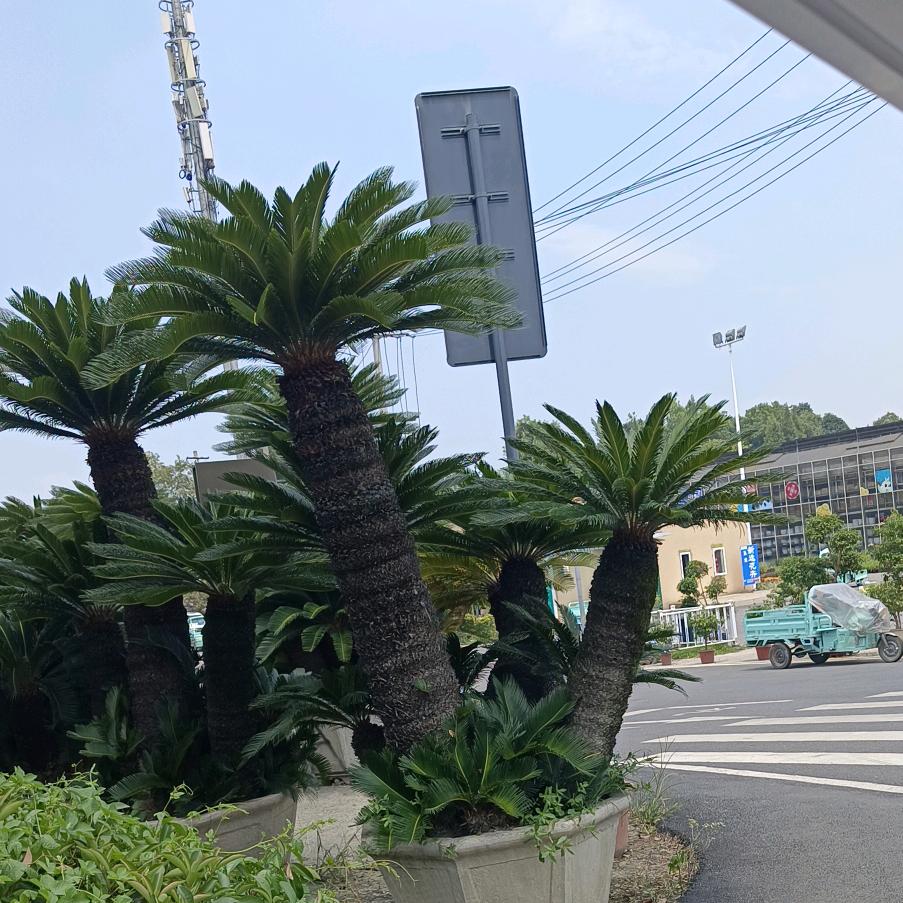 舞尽桃花
