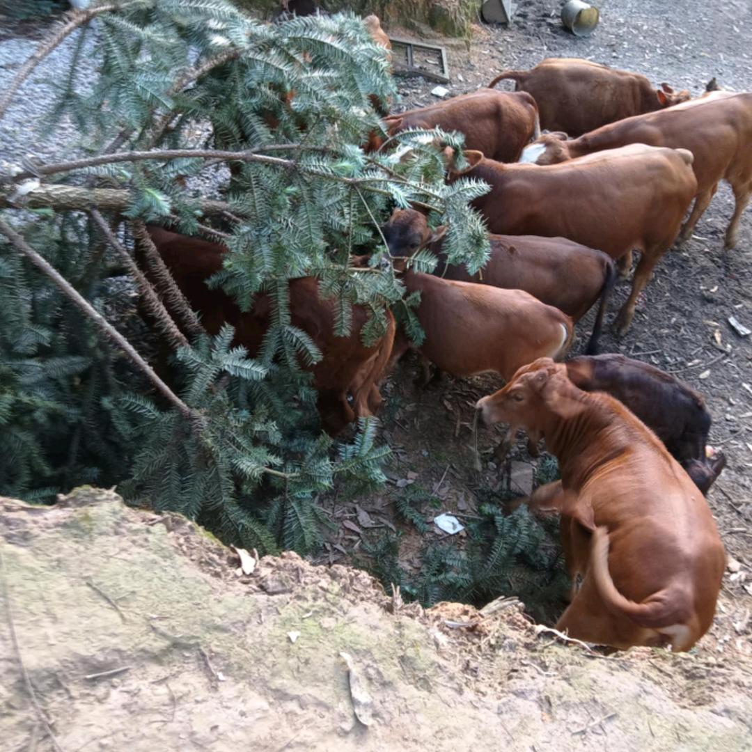 大山里养牛人小张