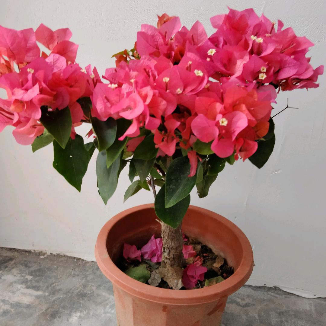 菊花美