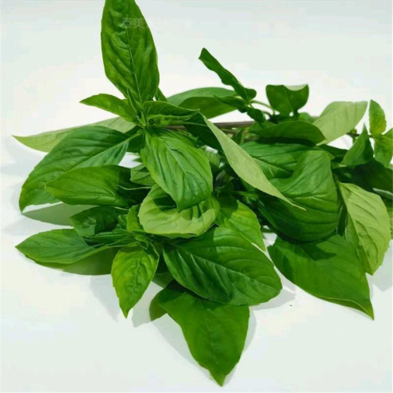 （金不换）（九层塔）（罗勒叶）蔬菜香叶