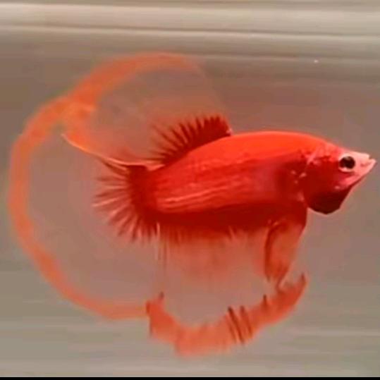 天天斗鱼逗逗鱼水族