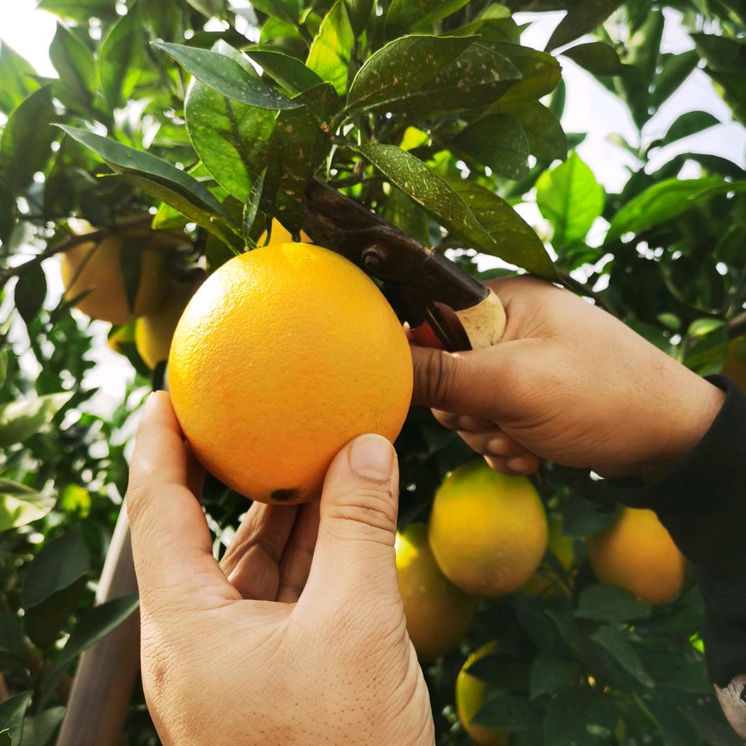 赣南脐橙老黄