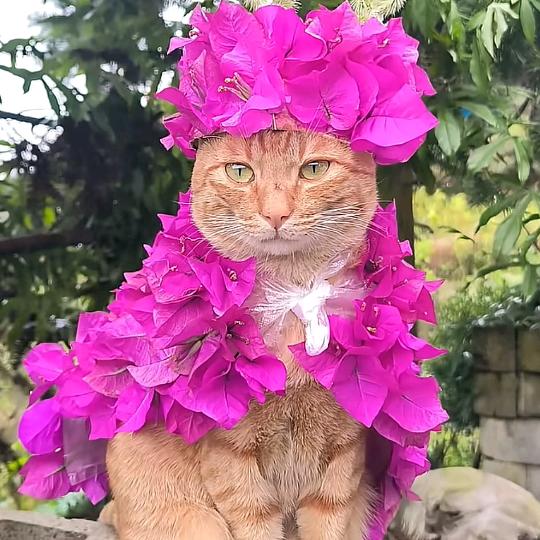 缪缪绿植基地（湛江）