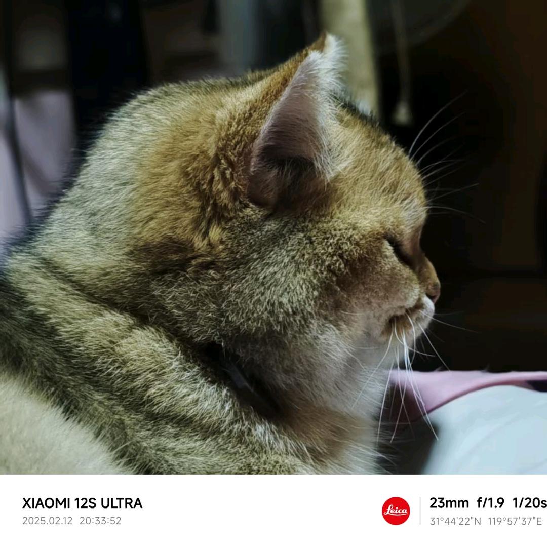 小糊涂仙