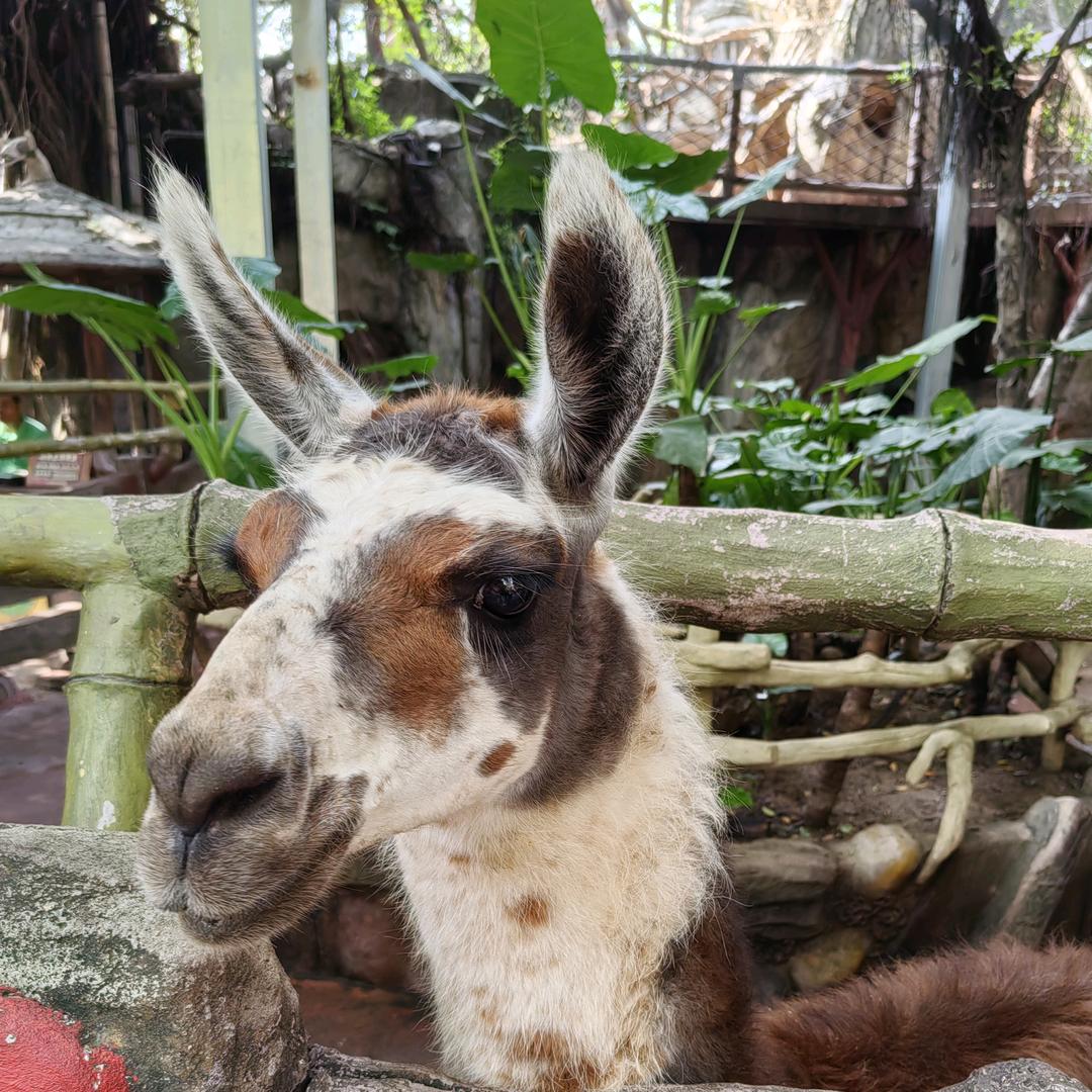 乔治、嗦螺蛳粉