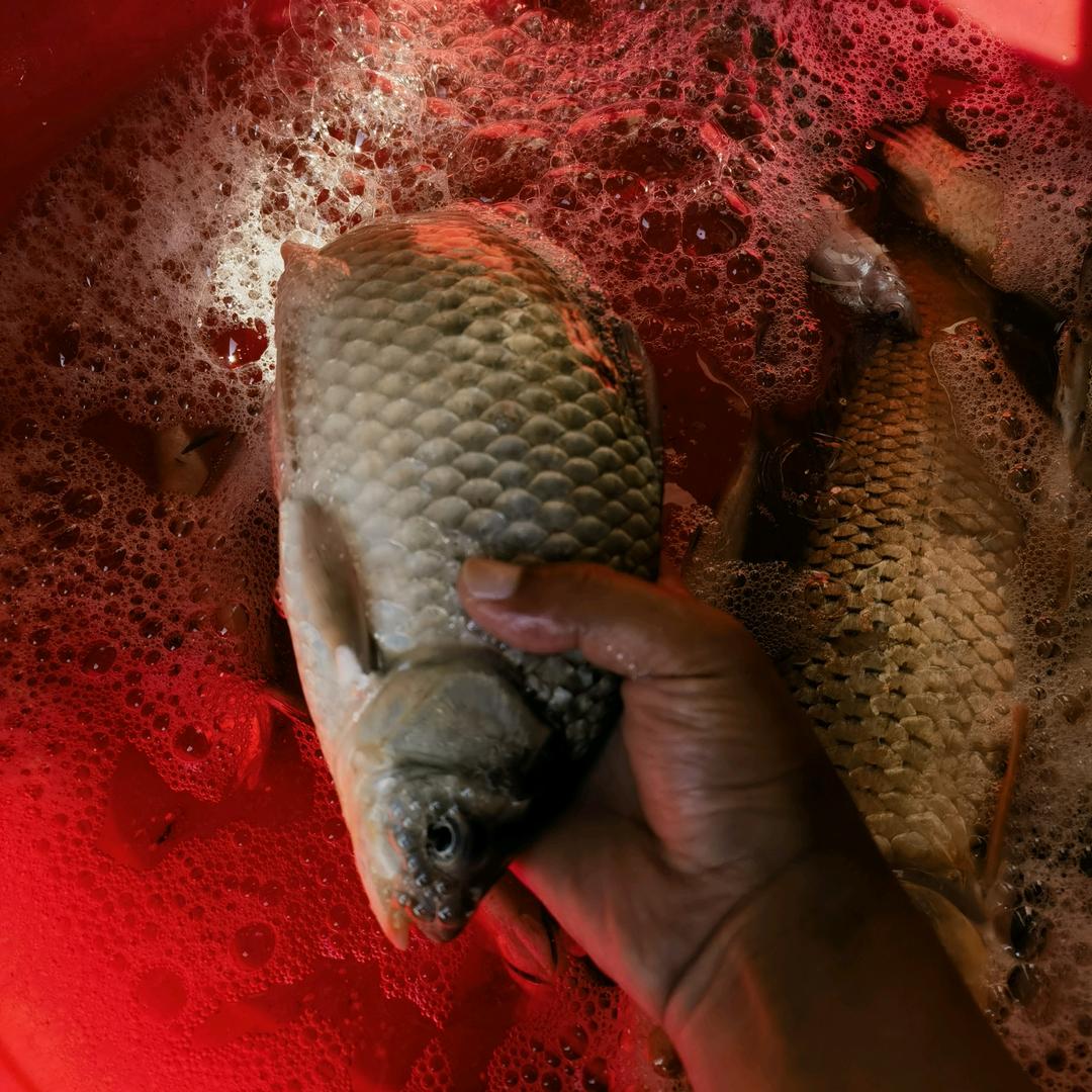 又菜又爱钓（夏哥）