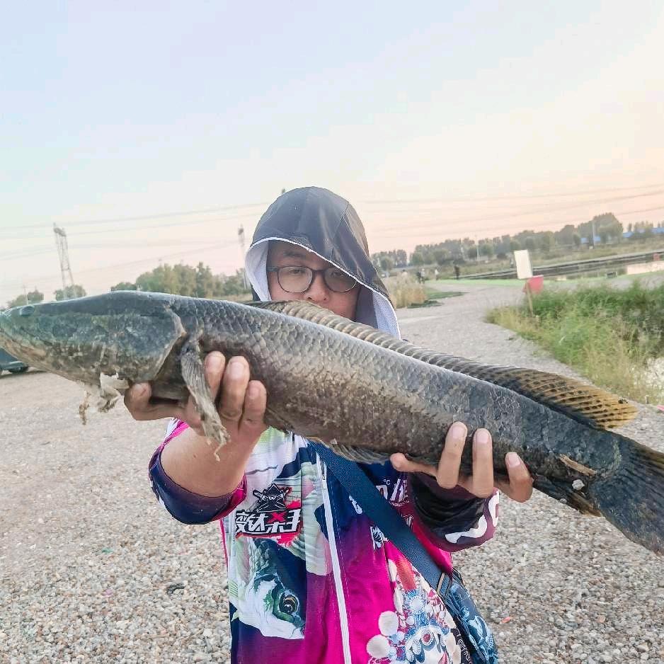 灬雷强、猫喵灬