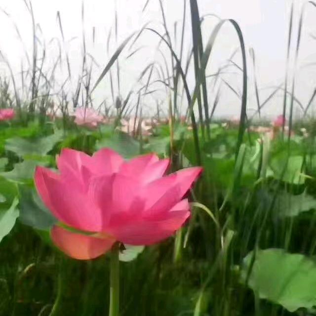 幸福人生