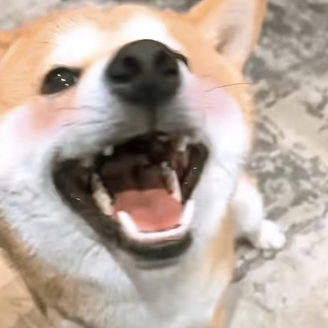 源气咩咩糖