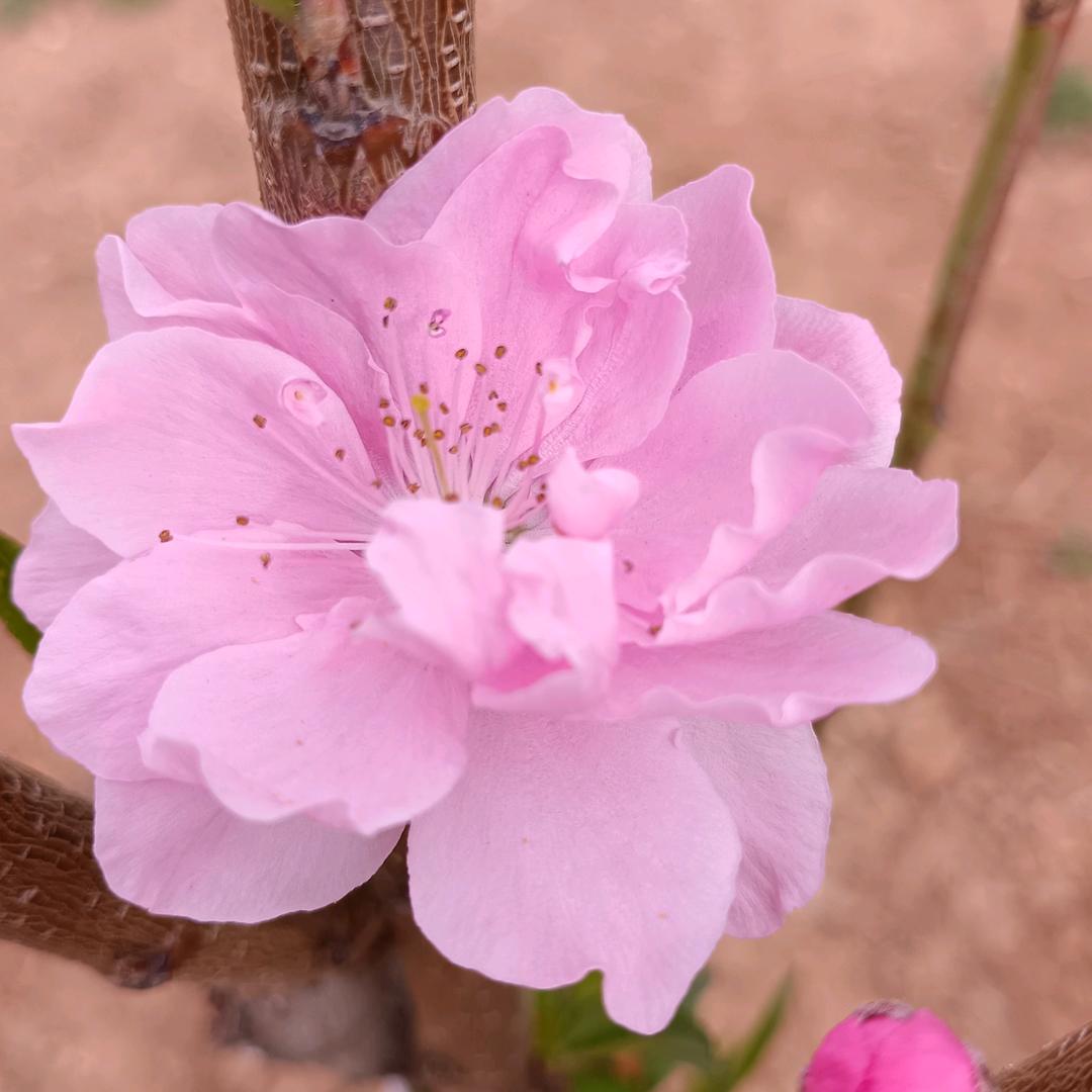 玫瑰🌹一生