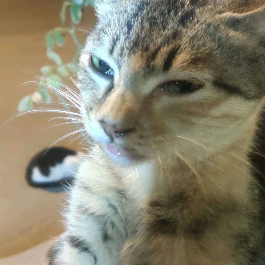 老平来了惹