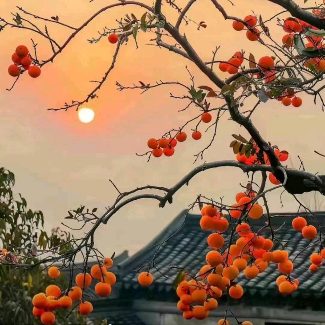 🍀༺柿柿顺意🌸༻（不私聊，关必回）