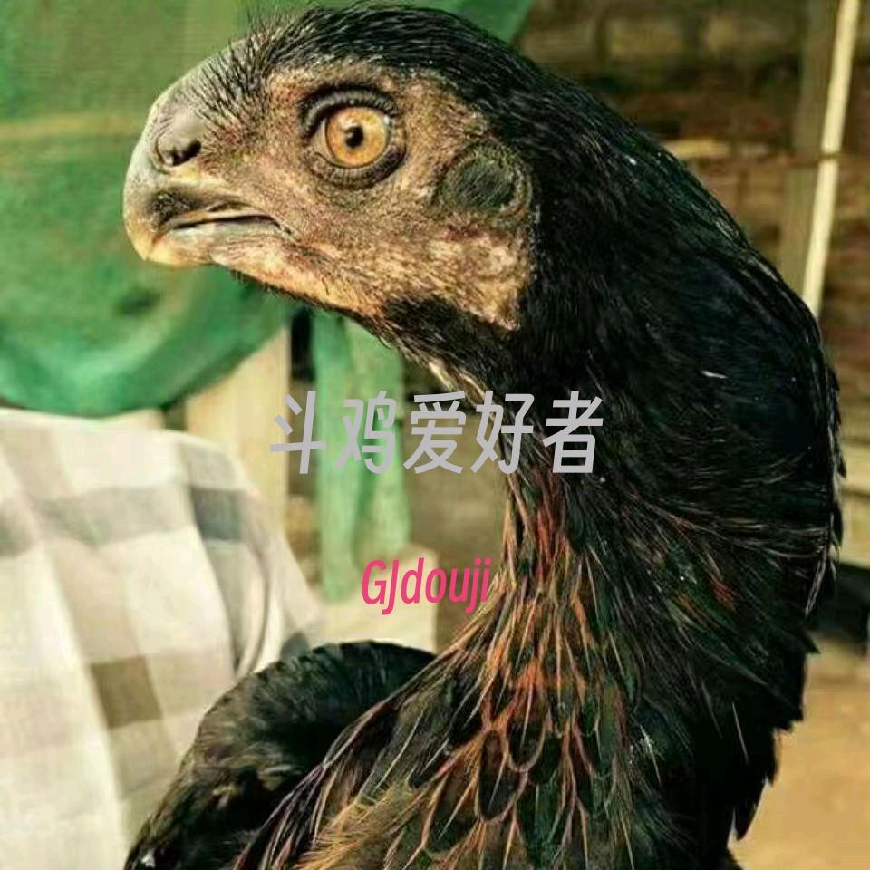 斗鸡爱好者