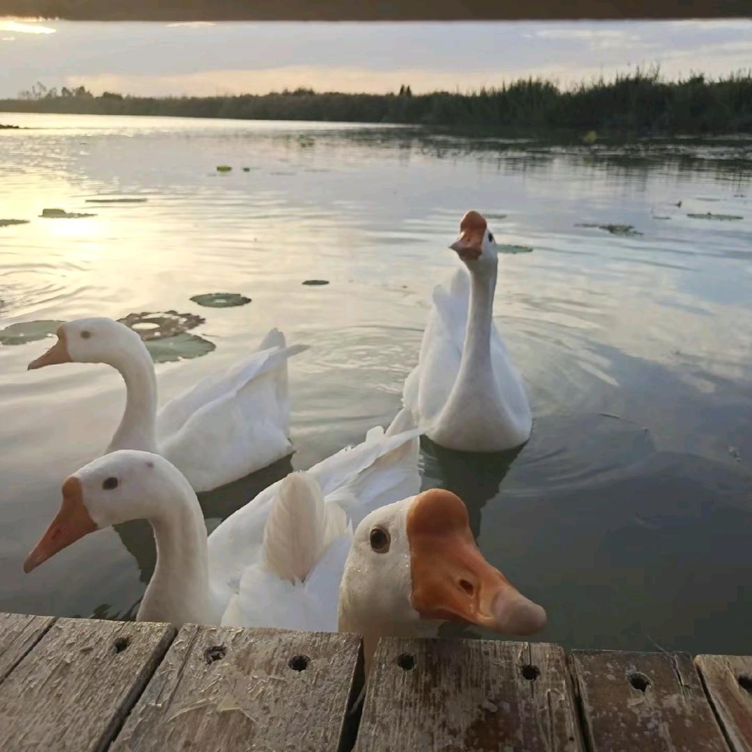 也许生活不止眼前的苟且