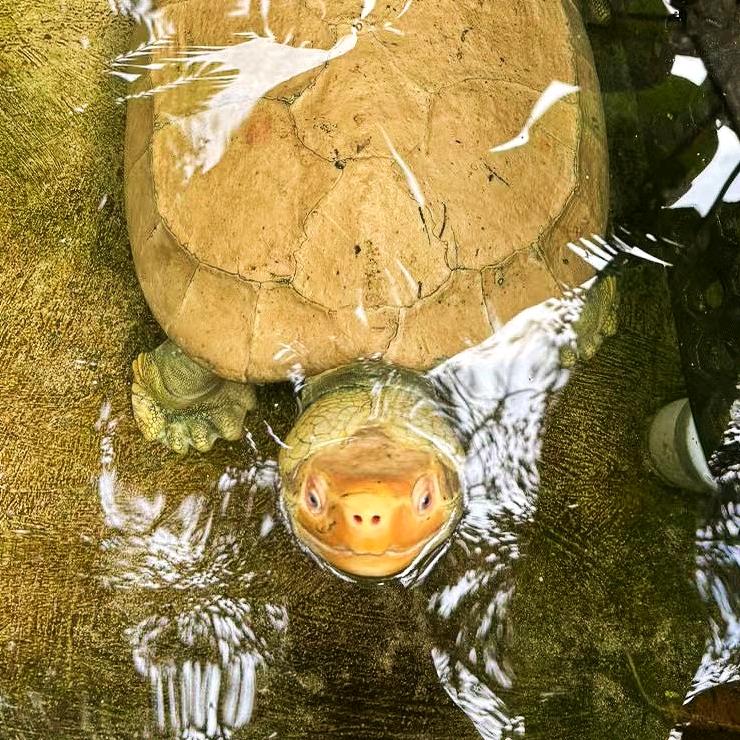 巨龟仙人（鬣）