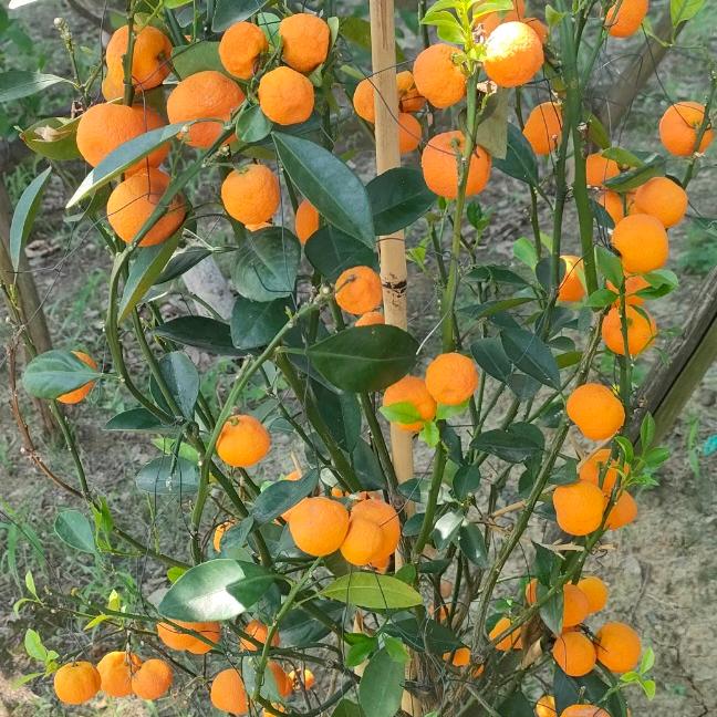 我是开心果🍎💃