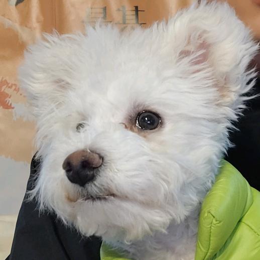 盾术鼠（三角洲）