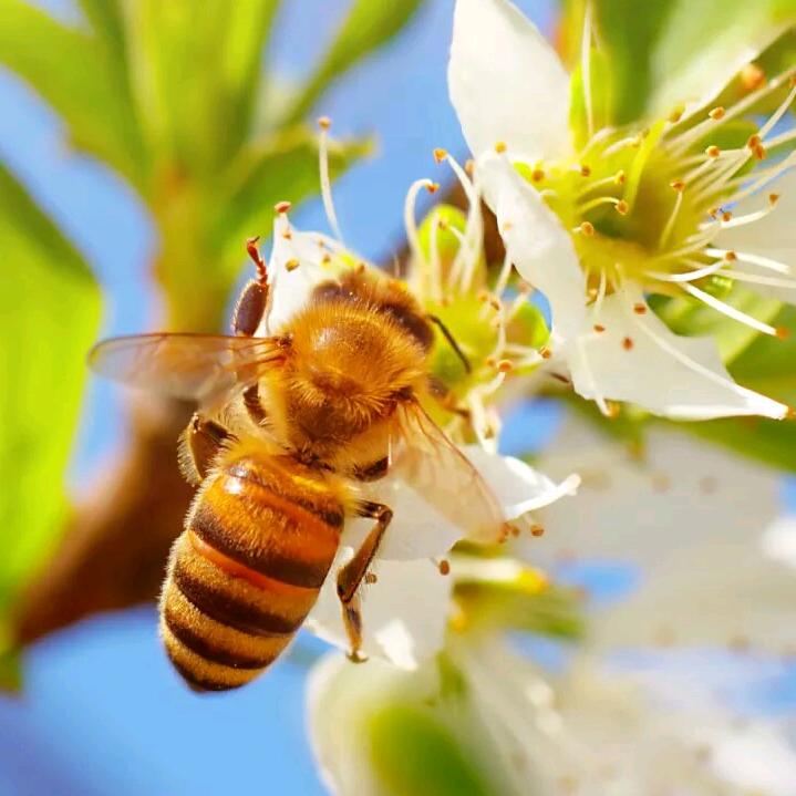 五谷丰登🐝🐝小蜜蜂