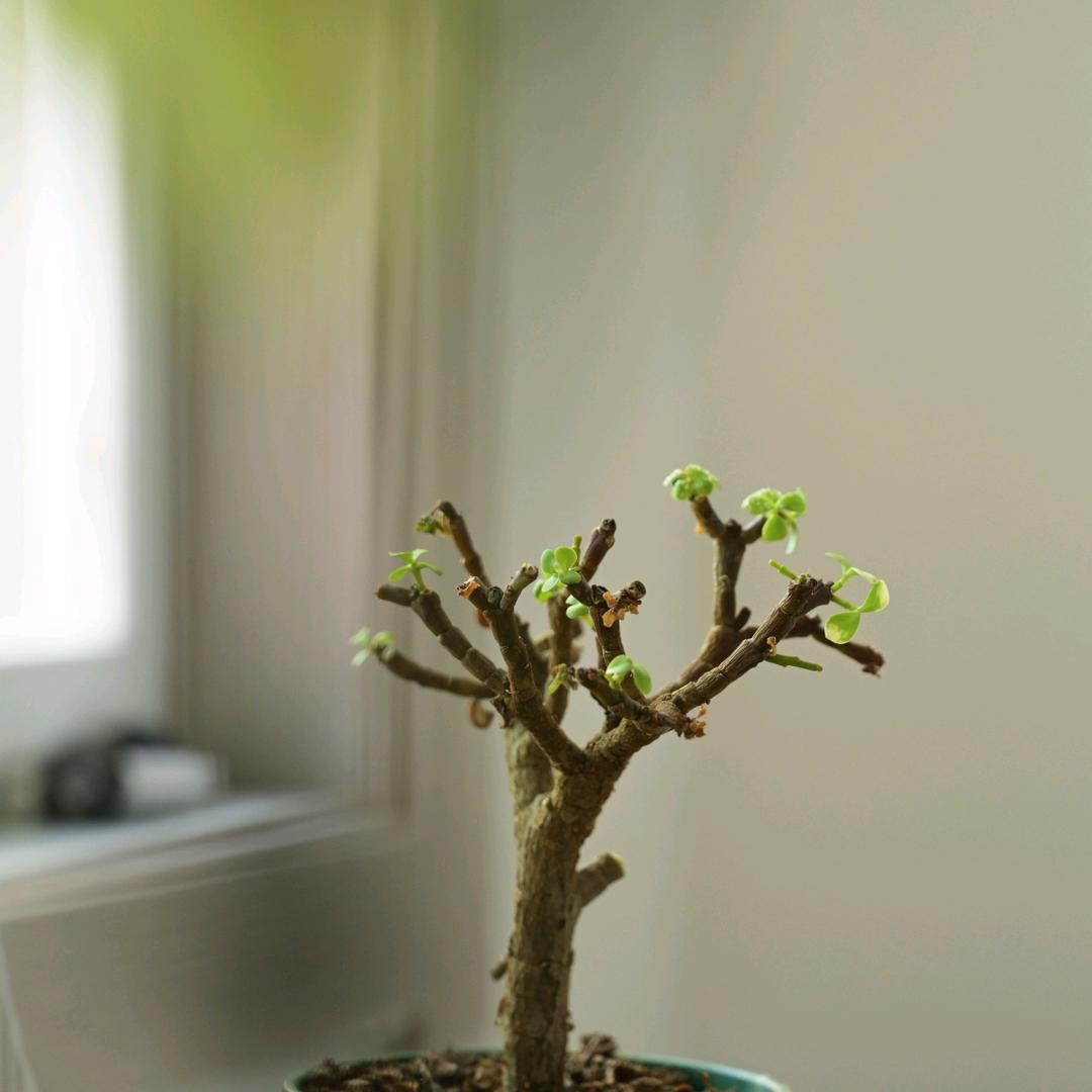 卷婆婆萧县面皮