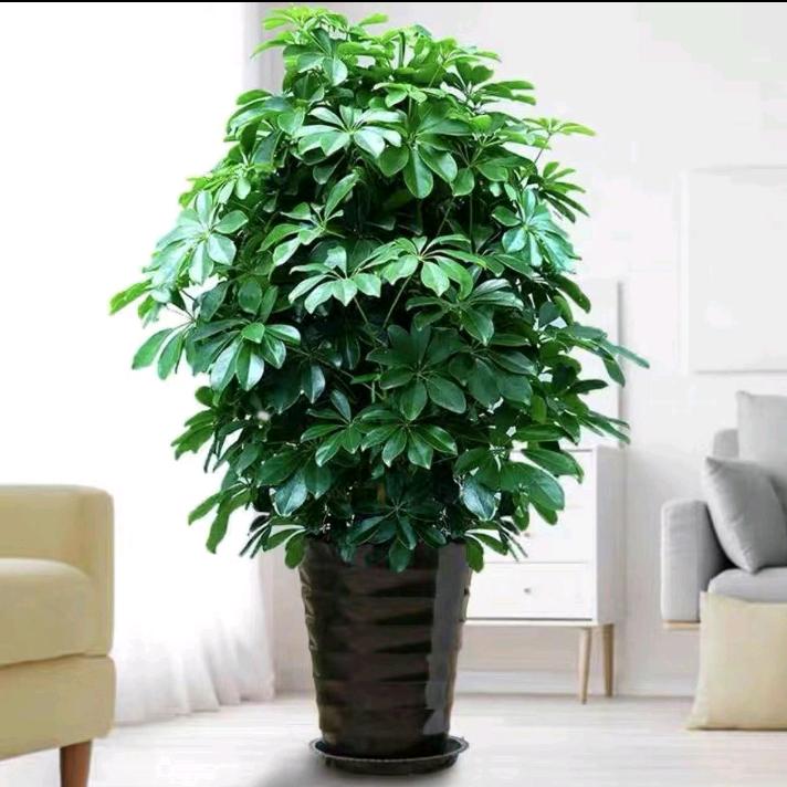 💞᭄问香ꦿᩚ下马ꕥ᭄꯭🕊