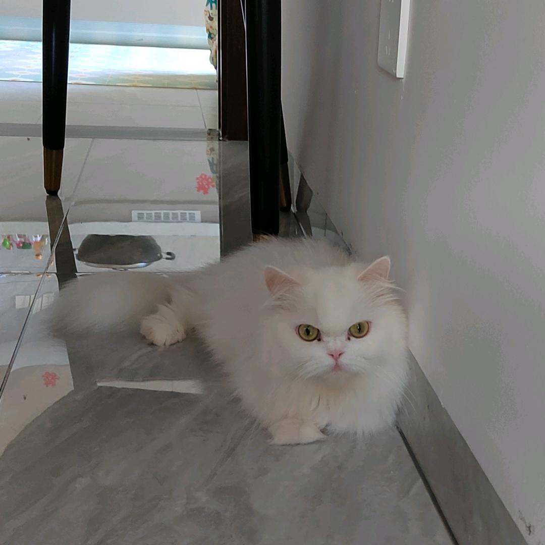 猫猫狗狗啦(关必回)