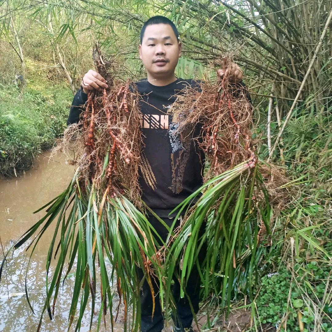 中药材小彭