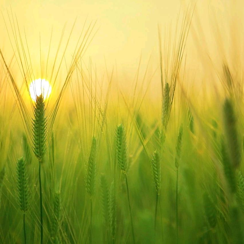 🌞꧁꫞追梦꫞꧂🌞